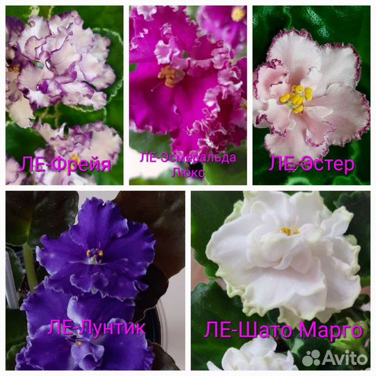 Фиалки (детки, стартеры)