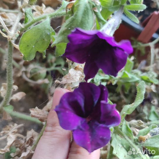 Кашпо подвесной 8 горшков на семена