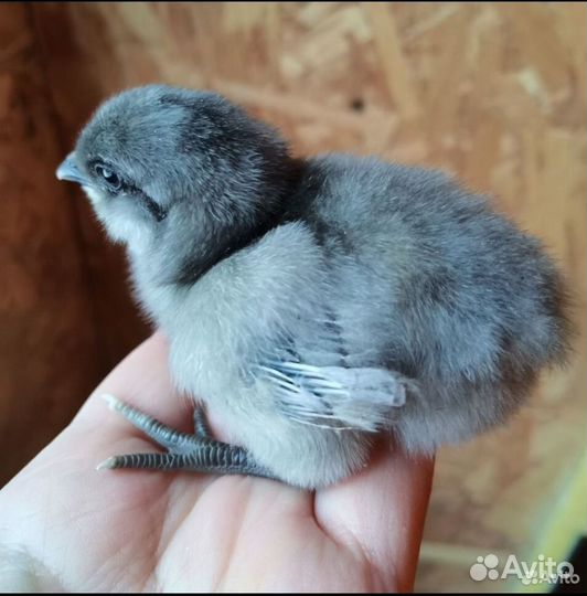 Цыплята Амераукана суточные, инкубационное яйцо