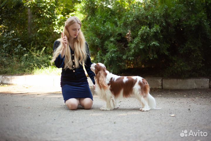 Вязка кавалер кинг чарльз спаниель