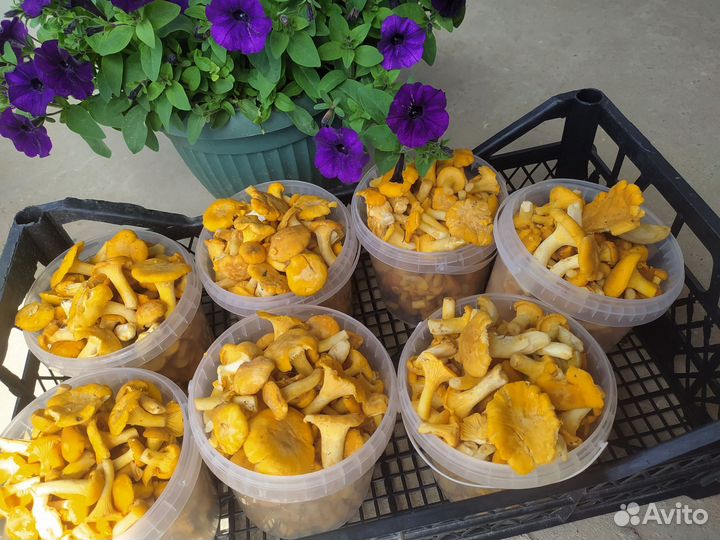 Грибы свежие