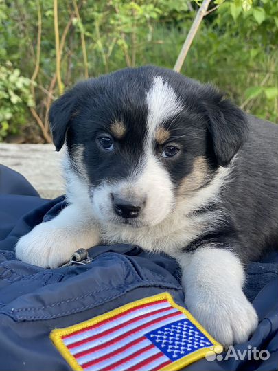 Щенки в добрые руки