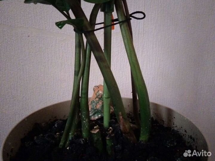 Замиокулькас