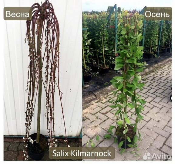 Ива Козья Пендула