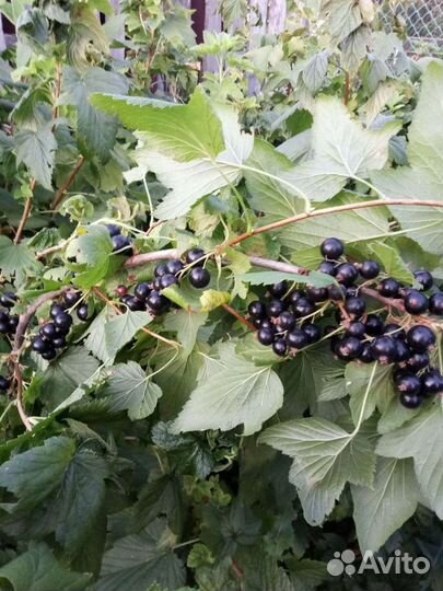 Смородина черная, помидор, крыжовник