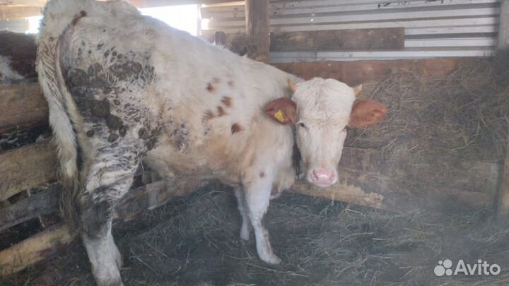 Быки и телка и телочка