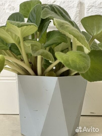 Домашние цветы бесплатно