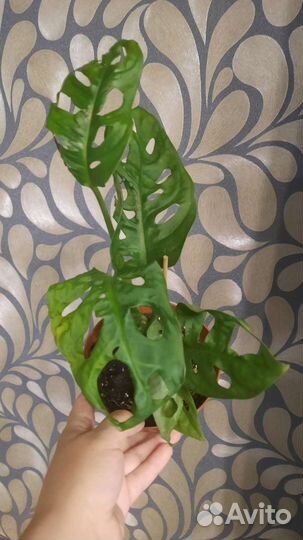Монстера адансона, филодендрон хвост дракона