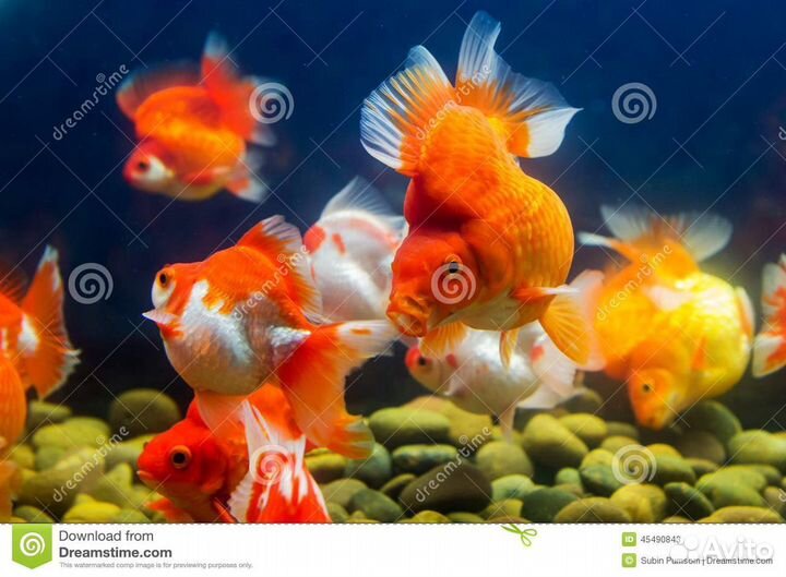 Рыбки золото