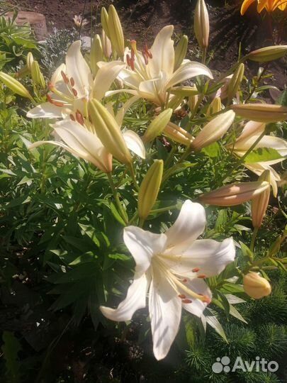 Саженцы лилии