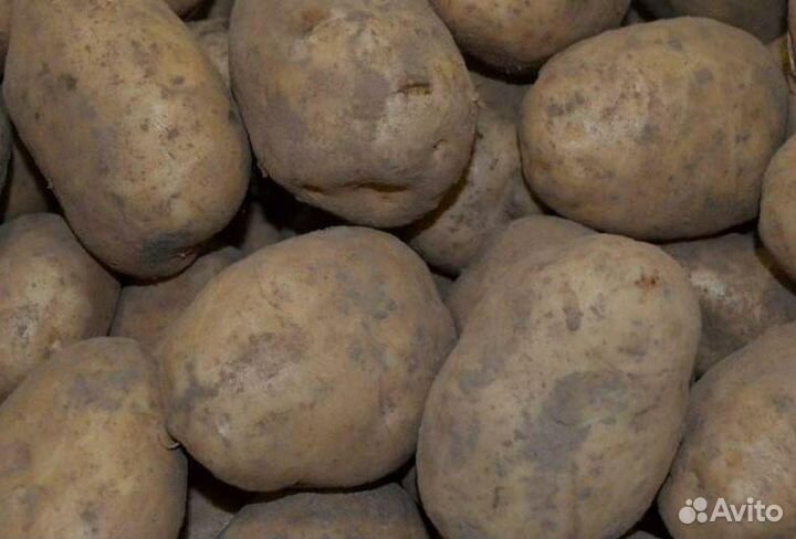 Продажа домашнего картофеля
