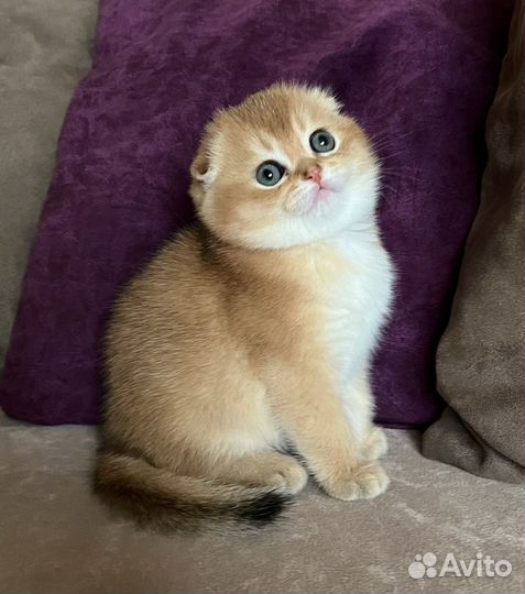 Золотые шотландцы