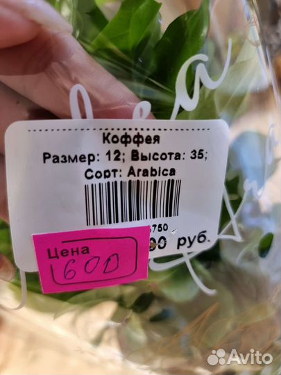 Коффея (арабика)комнатные растения