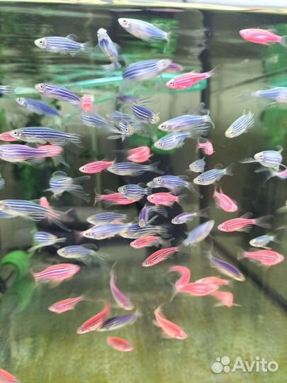 Аквариумные рыбки