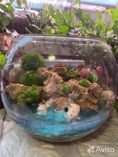 Флорариум с венериной мухоловкой