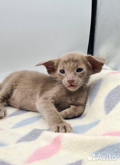 Ориентальные котята экстрим