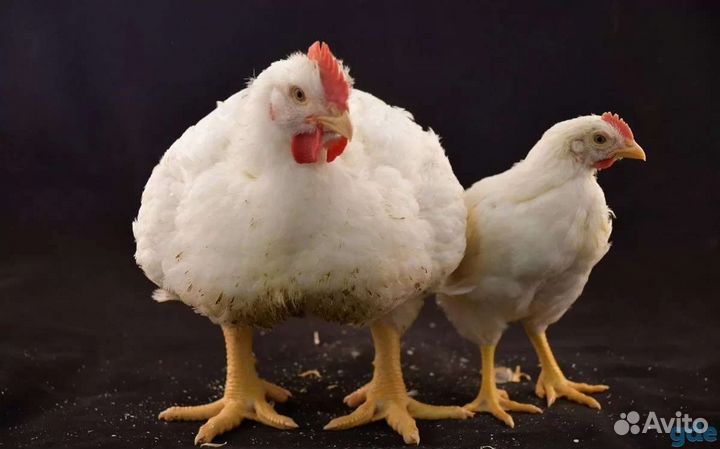 Бройлер 1 месяц в наличии