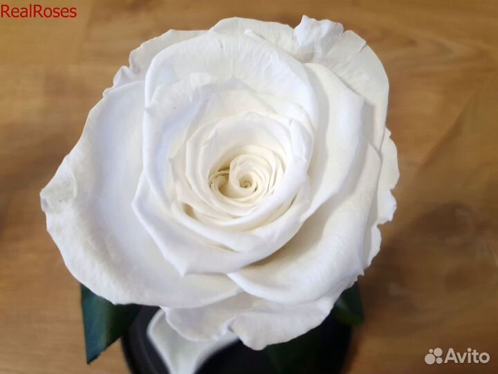 Роза в колбе