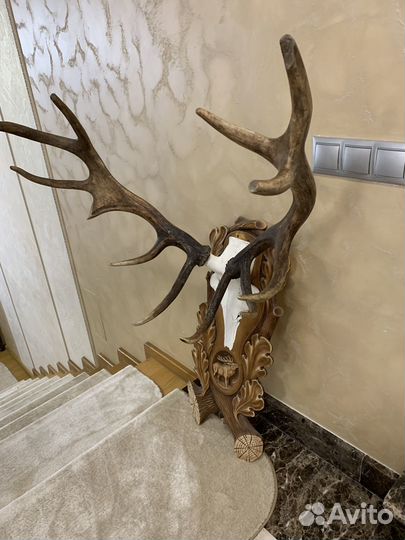 Настенное панно, рога лося, на стену, медальон