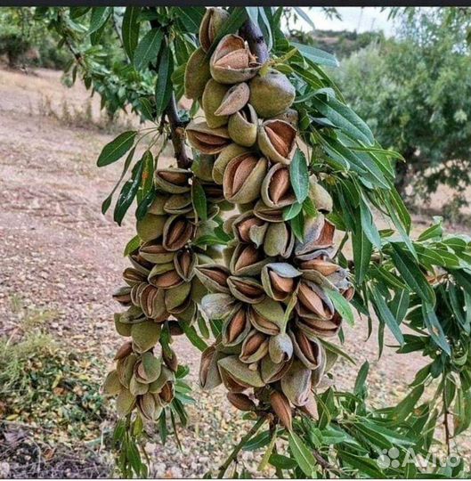 Саженцы миндаля