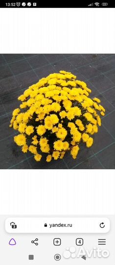 Хризантема мультифлора