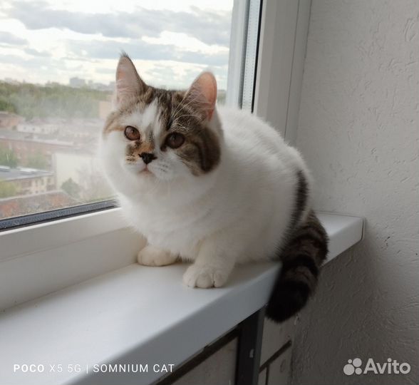 Британские котята