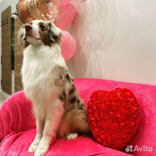 Стрижка собак и кошек выезд