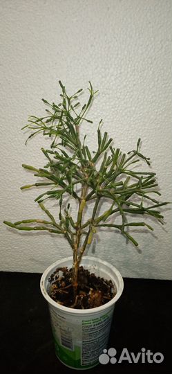 Цветы Рипсалис Монстера