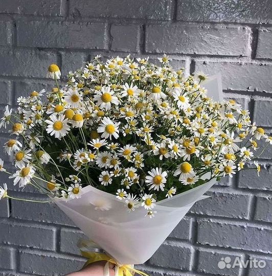 Букеты ромашек