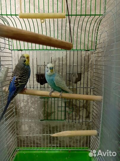 Волнистый попугай пара