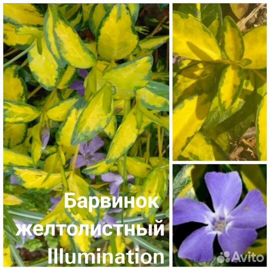Барвинок желтый. Эффектный яркий многолетник