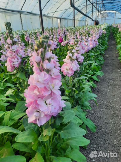 Готовый бизнес