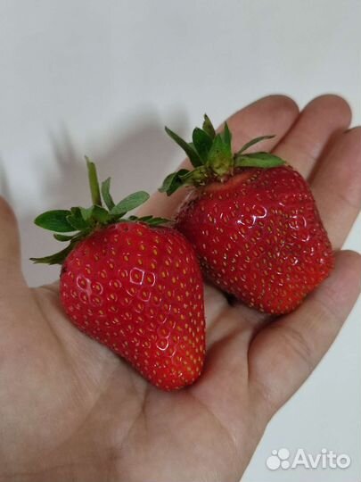 Клубника ранняя Сандра, Флавия, Эльвира