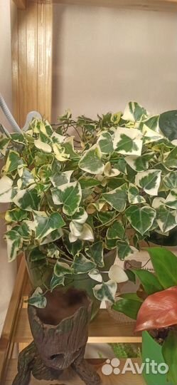 Крестовник вариегатный