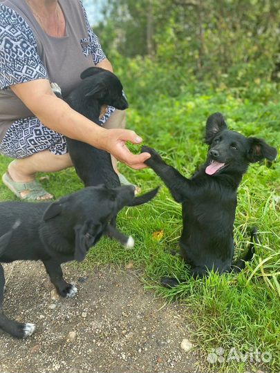 Щенки в добрые руки