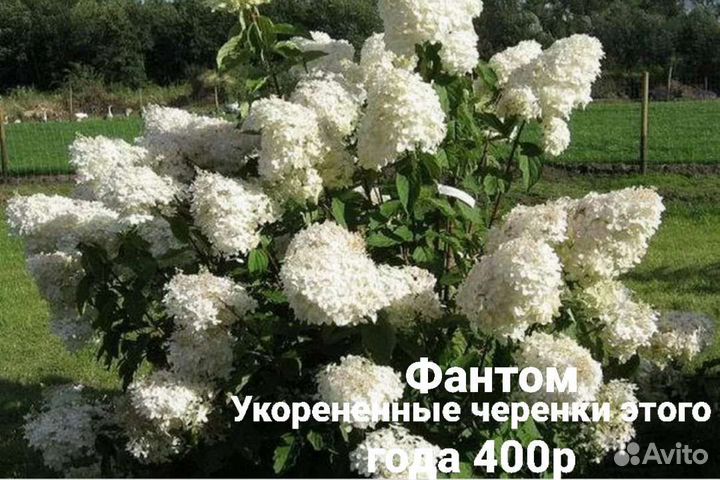 Гортензия