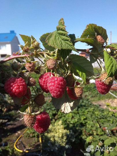 Ремонтантная малина