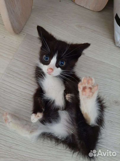 Маленький пушистик