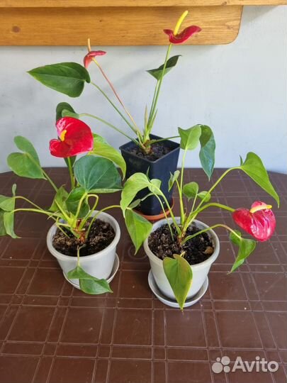 Комнатные цветы антуриум