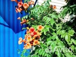 Кампсис оранжевый, Астрахань