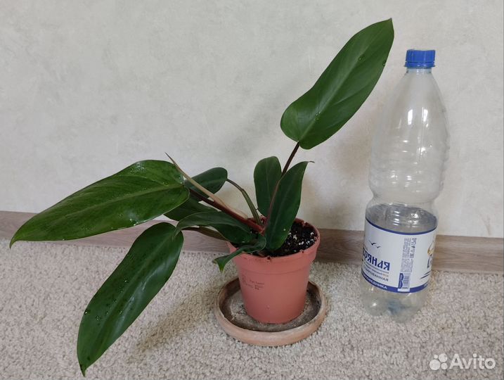 Комнатные растения часть 3