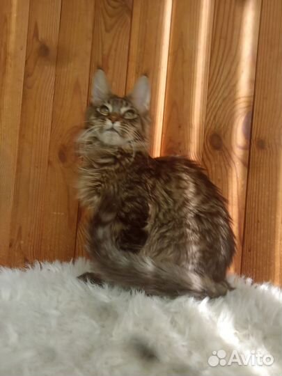 Мейн Кун котята