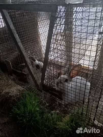 Кролик с клеткой