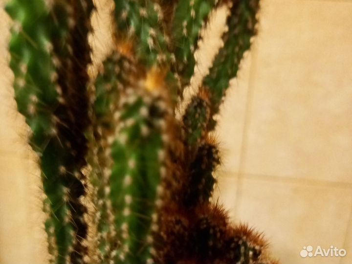 Кактус цереус перуанский