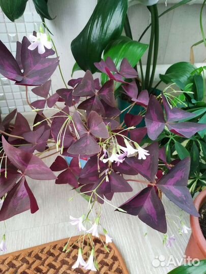 Кислица оксалис