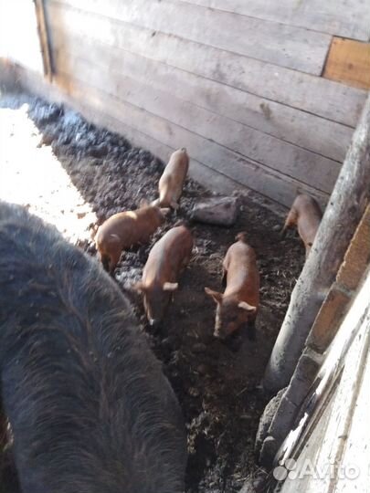 Продам поросят
