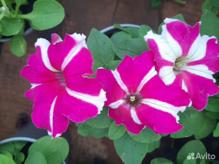 Петунья оптом