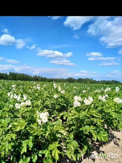 Картофель от производитель оптом И В розницу