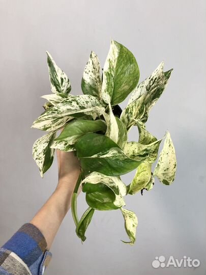 Эпипремнум Марбл Квин