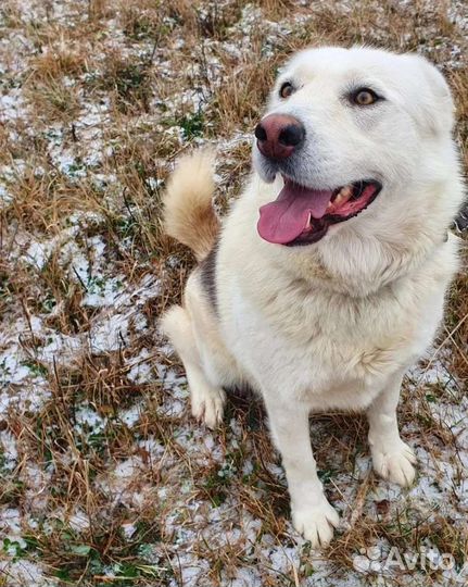 Собака ищет дом